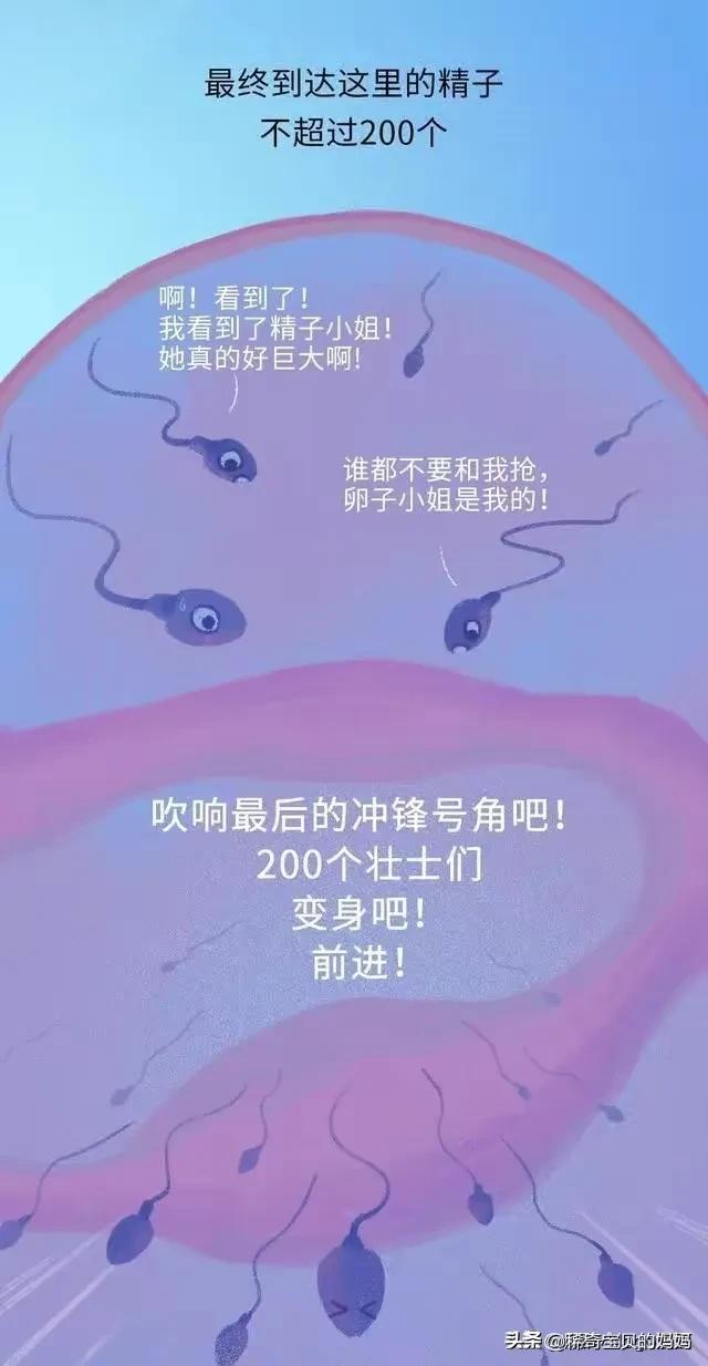 精子进入女性体内的24小时，都经历了什么？漫画