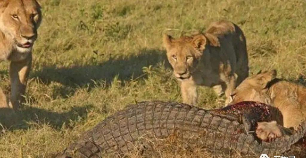 野性老虎vs鳄鱼,野性决斗