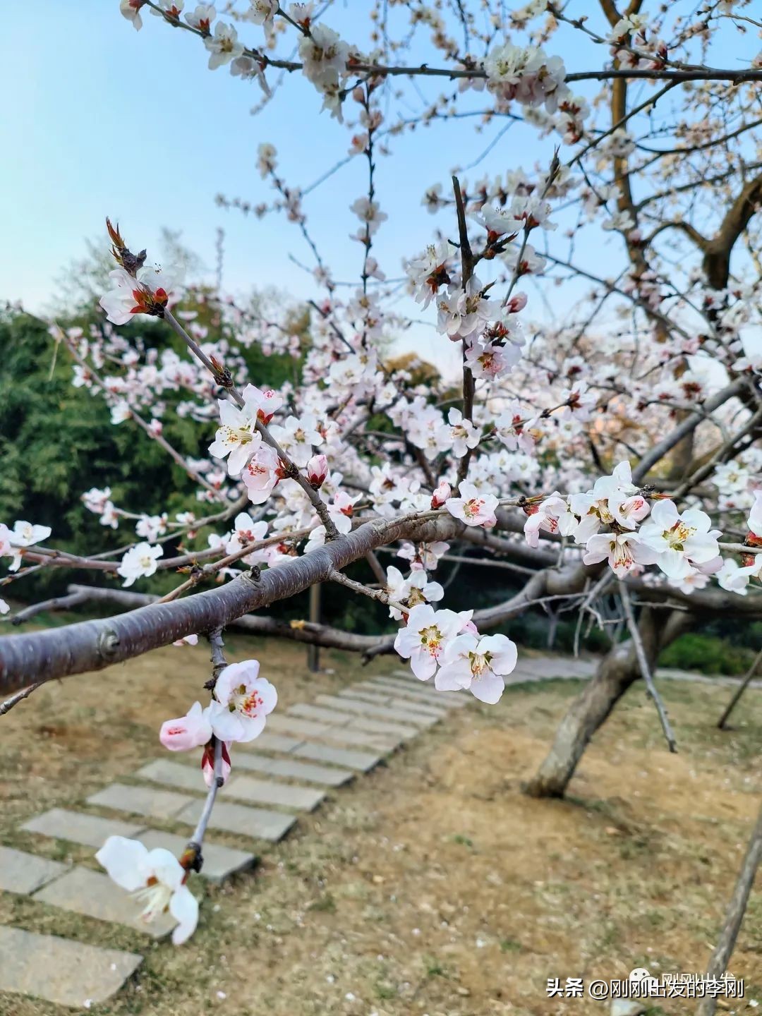 去大连看桃花是在几月份,大连哪里适合看金丝桃花