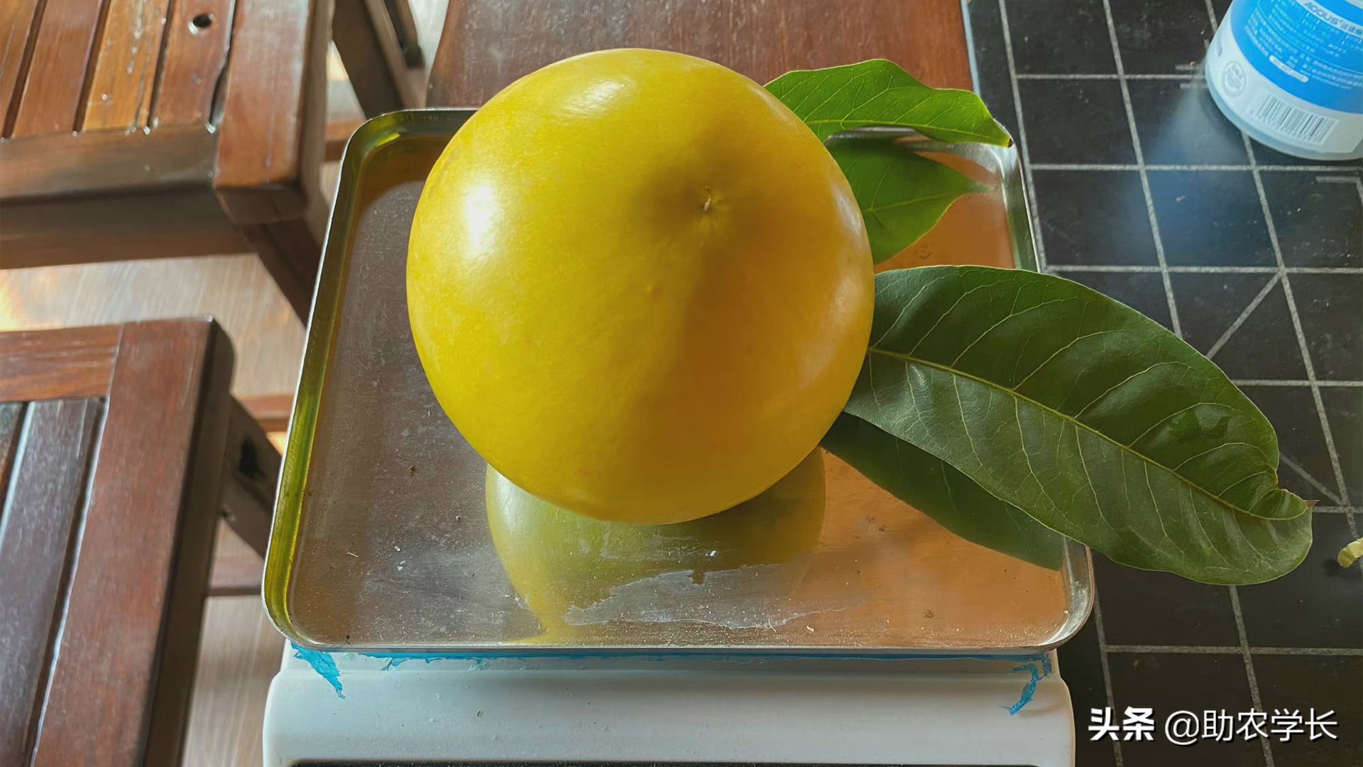 果冻果是什么,果冻果是什么东西