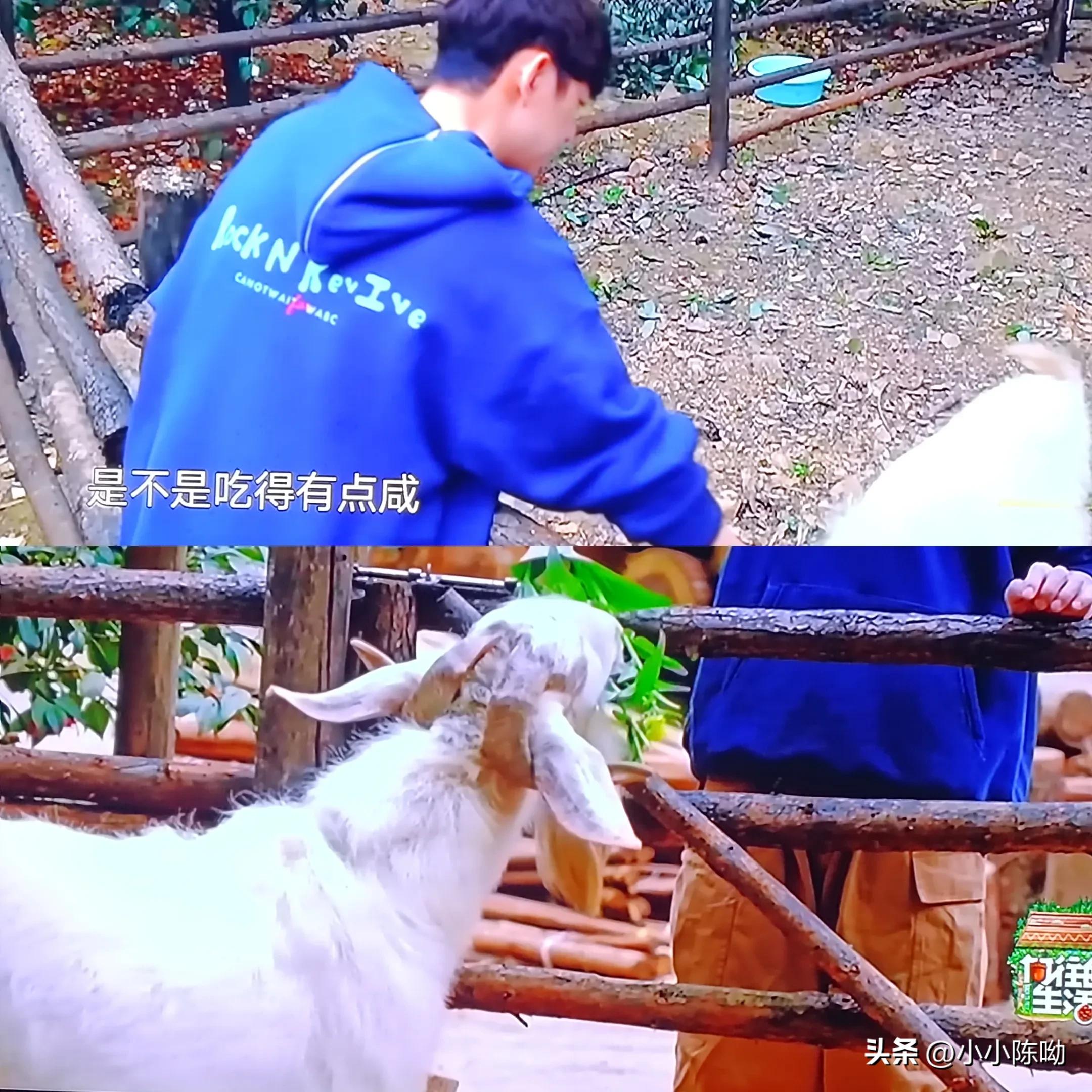 陈赫黑暗料理合集,陈赫和黄磊谁做饭好吃