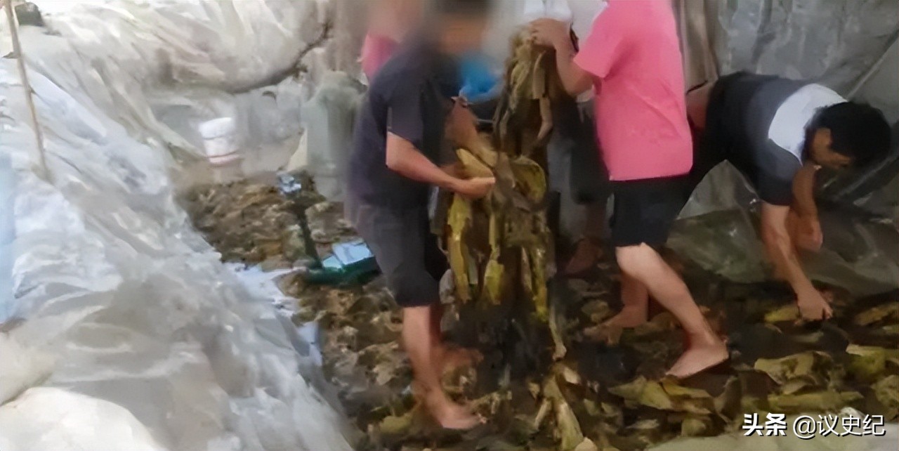 被曝光后的“土坑酸菜”，你还敢吃吗？