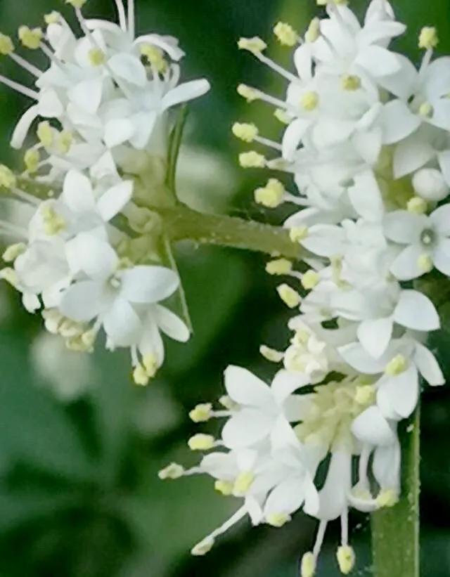 女贞有毒吗,大叶女贞又叫火炮树