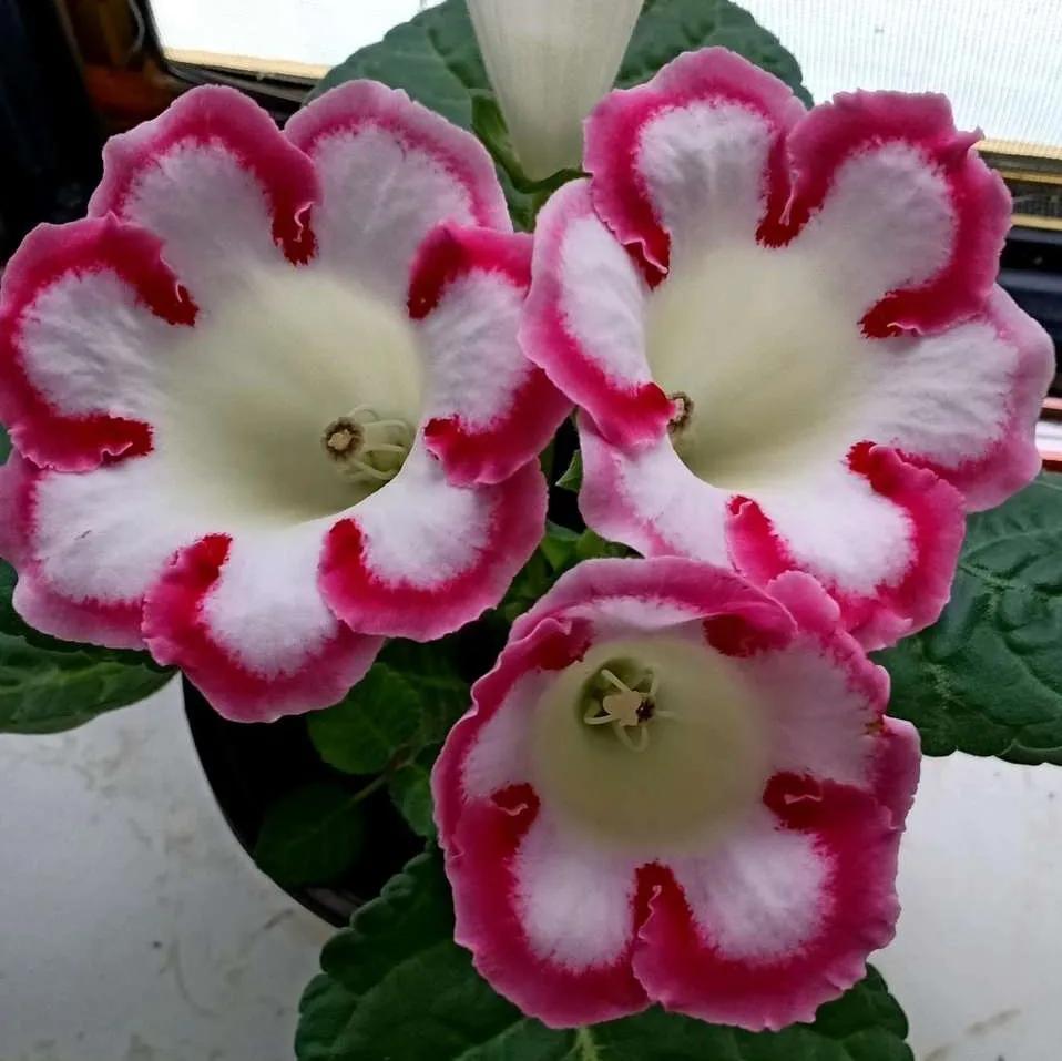 十大最怕太阳暴晒的花,最怕阳光的是什么花