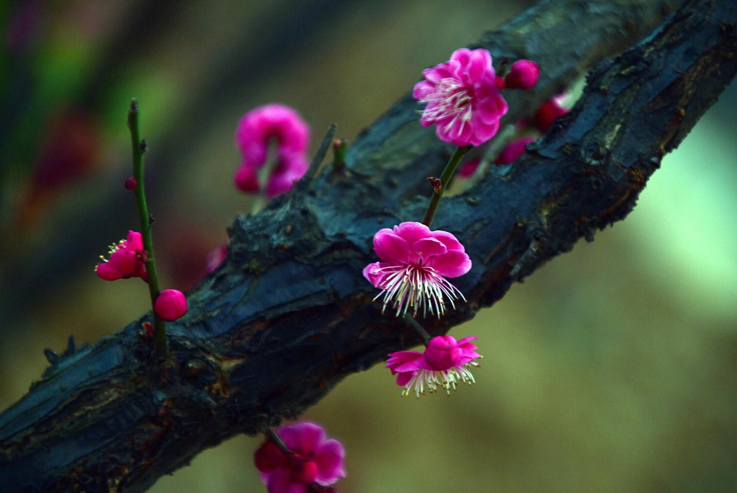 花卉摄影秋日的浪漫,花卉摄影春暖梅花开