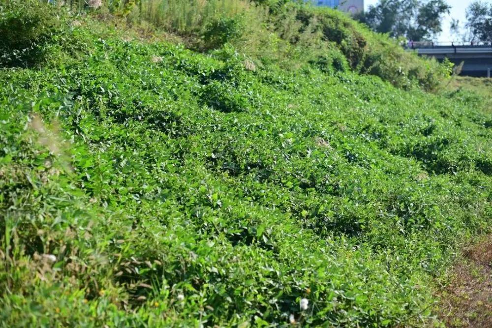 河北一地首次发现野生大豆,中国近期发现的野生大豆