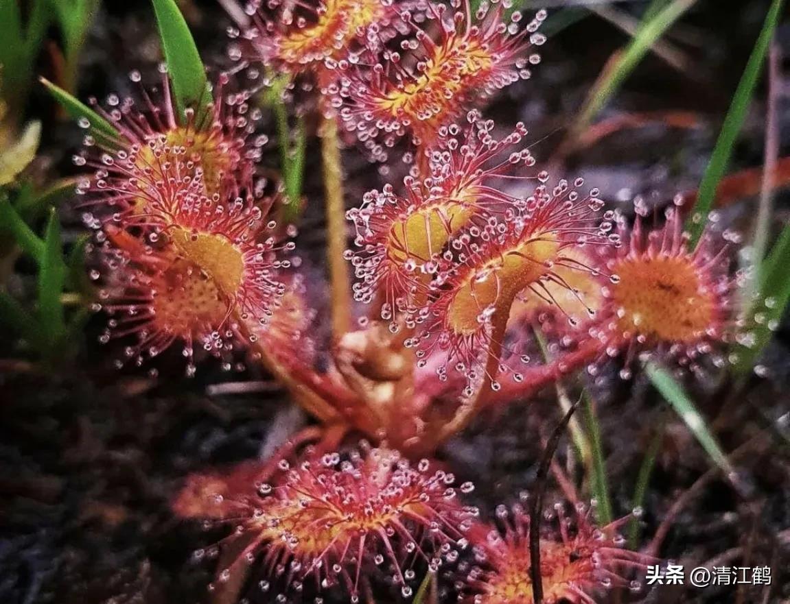 又好看又便宜的食虫植物,有什么推荐的食虫植物