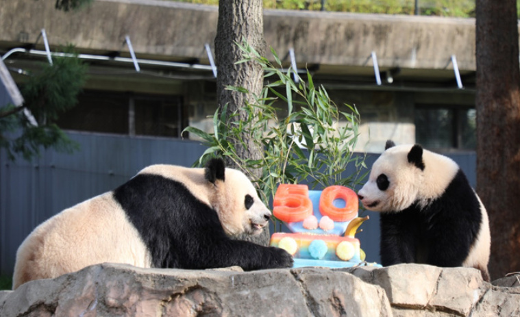 大熊猫为什么不跟爸爸生活,大熊猫为什么只照顾一个孩子