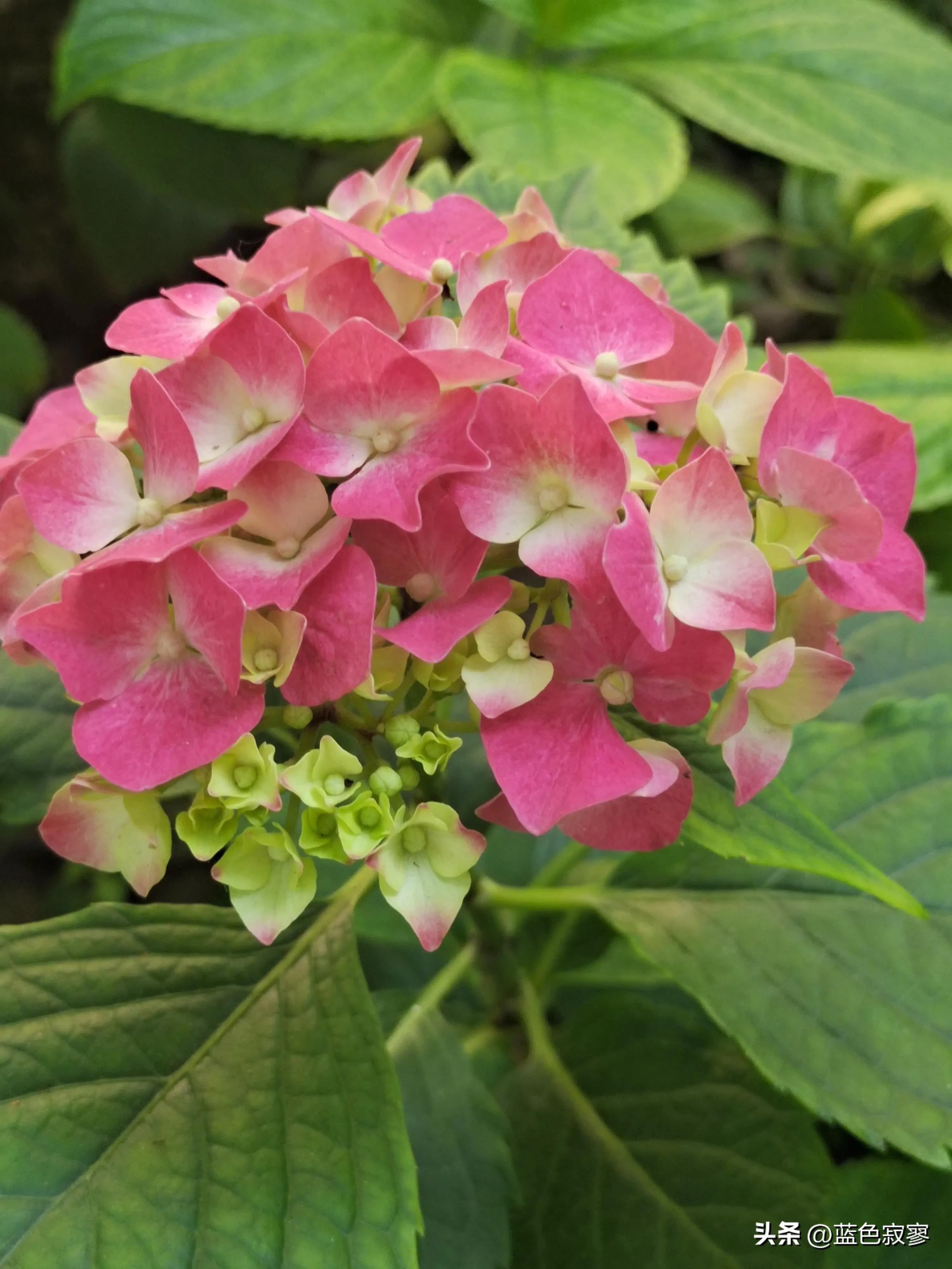 绣球花开洁白如玉令人赏心悦目,绣球花生如夏花