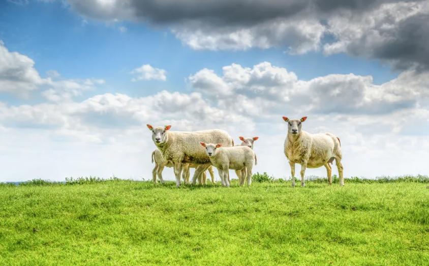 羊口疮是什么引起的怎么治,羊口疮病的治疗办法