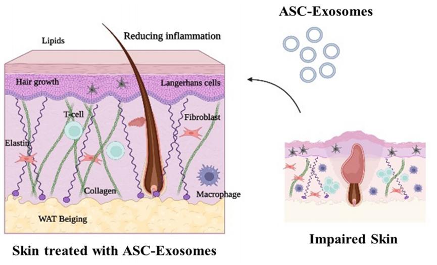 外泌体护肤品运用,国外外泌体应用