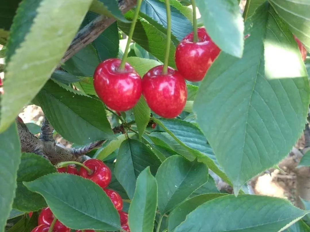 国内大樱桃现在都是哪里产的,中国三十多年前的樱桃