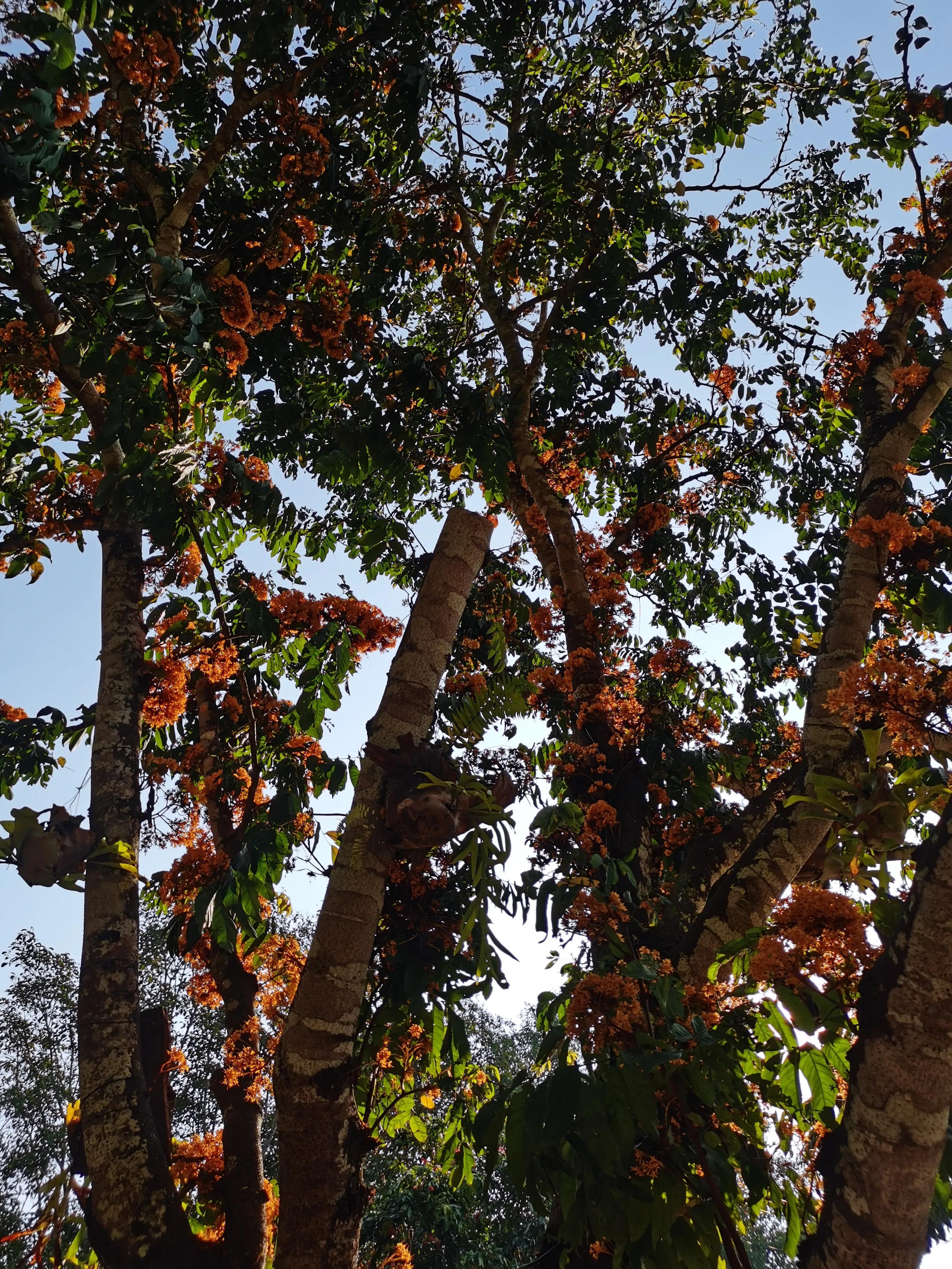 西双版纳10日行——走遍春夏秋冬，总会有人四季等你。