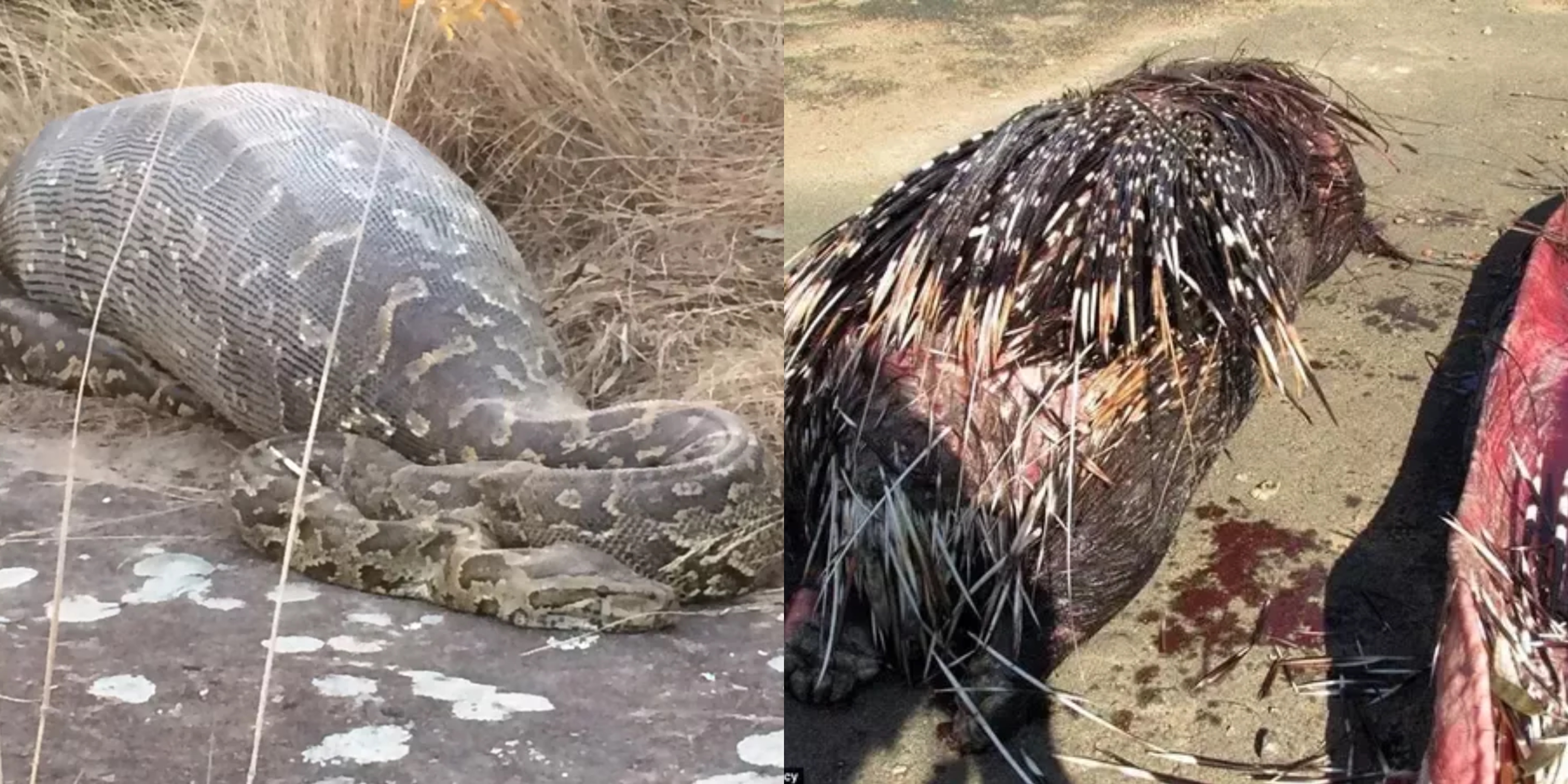 蟒蛇吞野猪被刺死,豪猪刺死巨蟒蛇