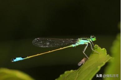 蜻蜓日本原唱,蜻蜓fm下载