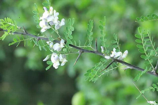 春天看图挖野菜，送你40种野菜大图鉴，让你轻松辨别各种野菜