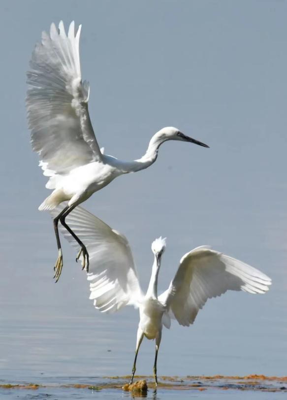 成都第五子，天恒集团荣获成都主城61亩核心地块
