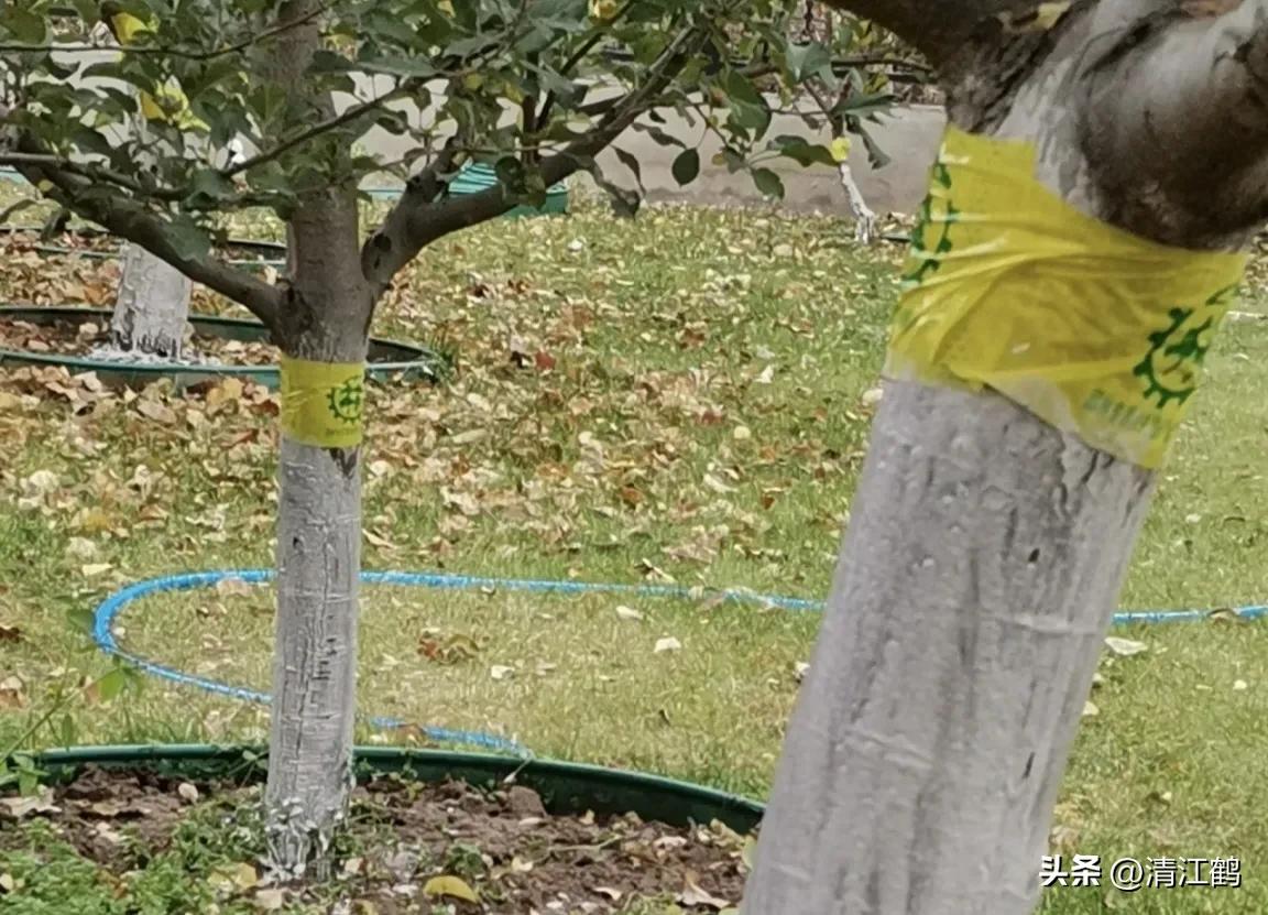 果树清园是先杀虫还是杀菌,果树清园管理方法