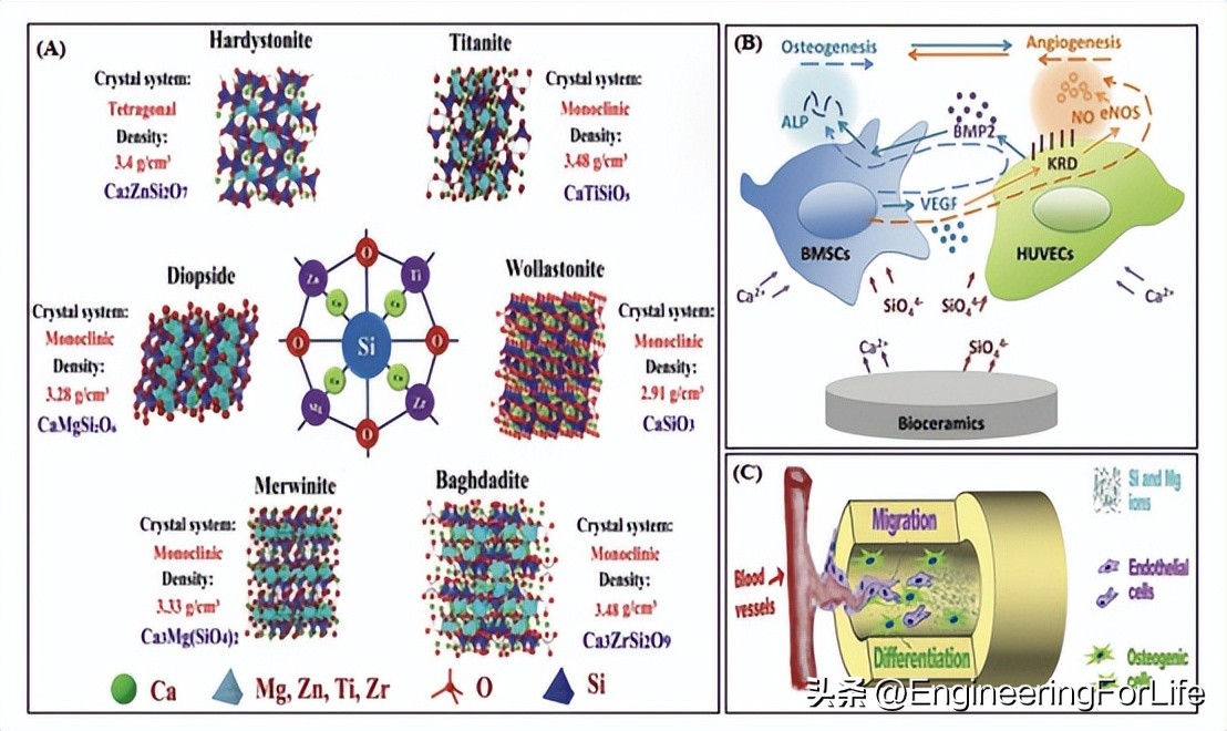 人造骨骨移植研究进展！面临三大挑战并进行未来展望