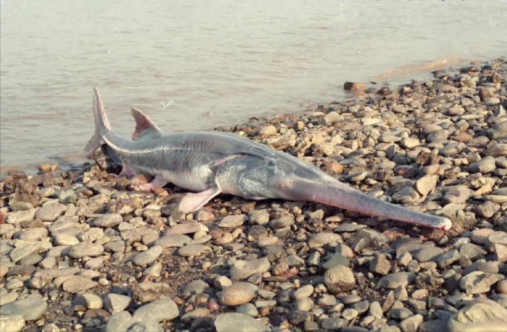 长江十年禁渔江豚动画,长江禁渔十年是为了江豚吗