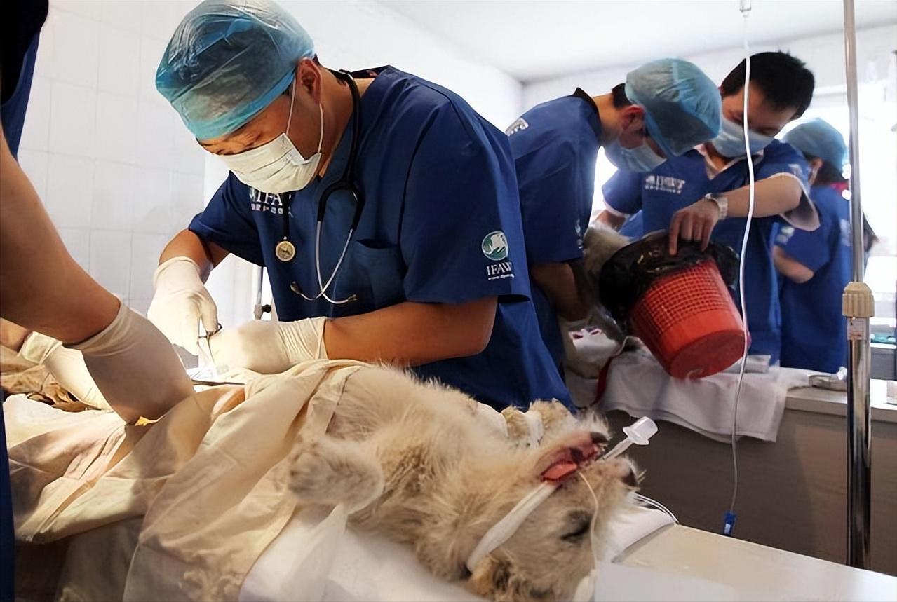 新手推荐养公狗还是养母狗,养公狗和养母狗哪个好