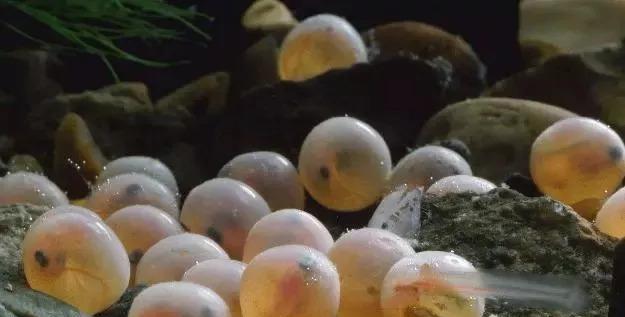 长江鱼类数量增多,长江鱼类目前现状