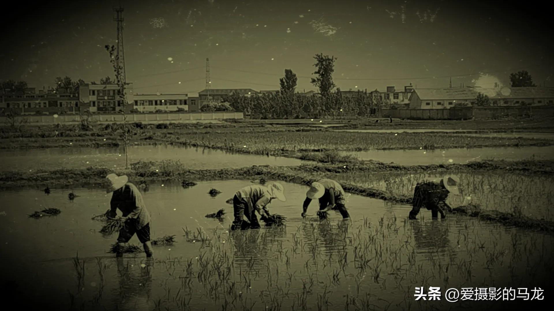 第一次插秧文案,第一次插秧日记200字