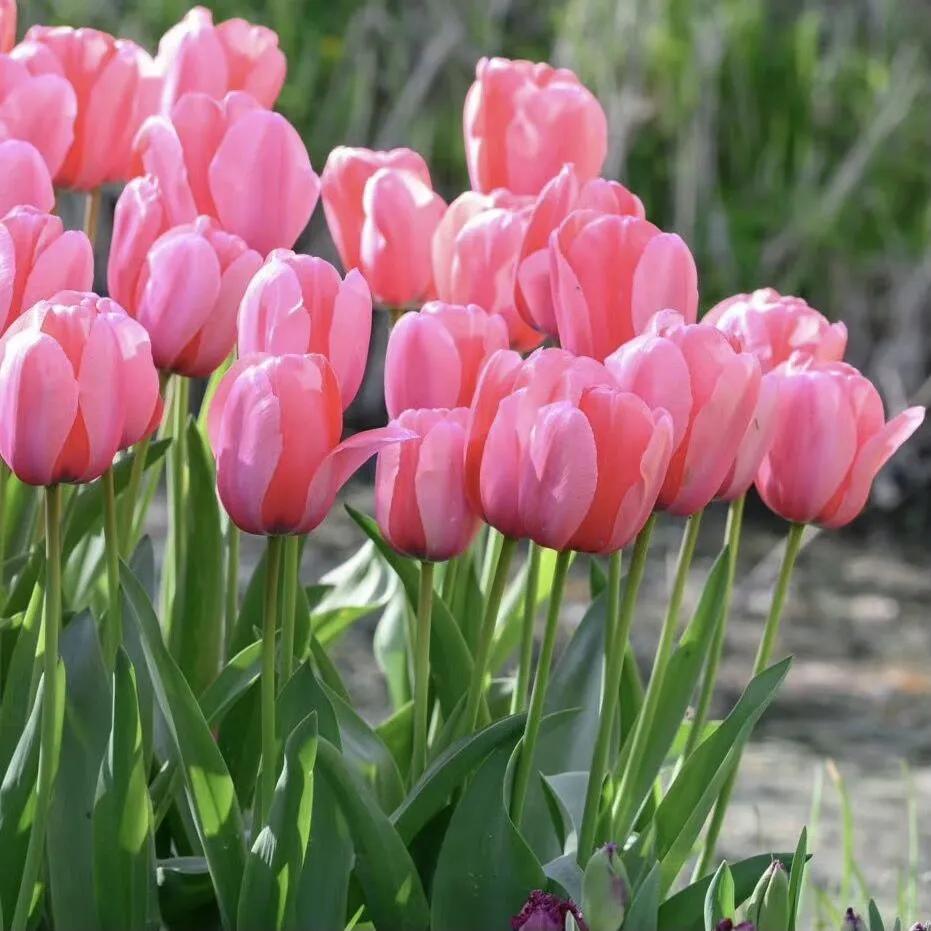 漂亮的郁金香随手一拍都是美景,春天的郁金香花海美得不可方物