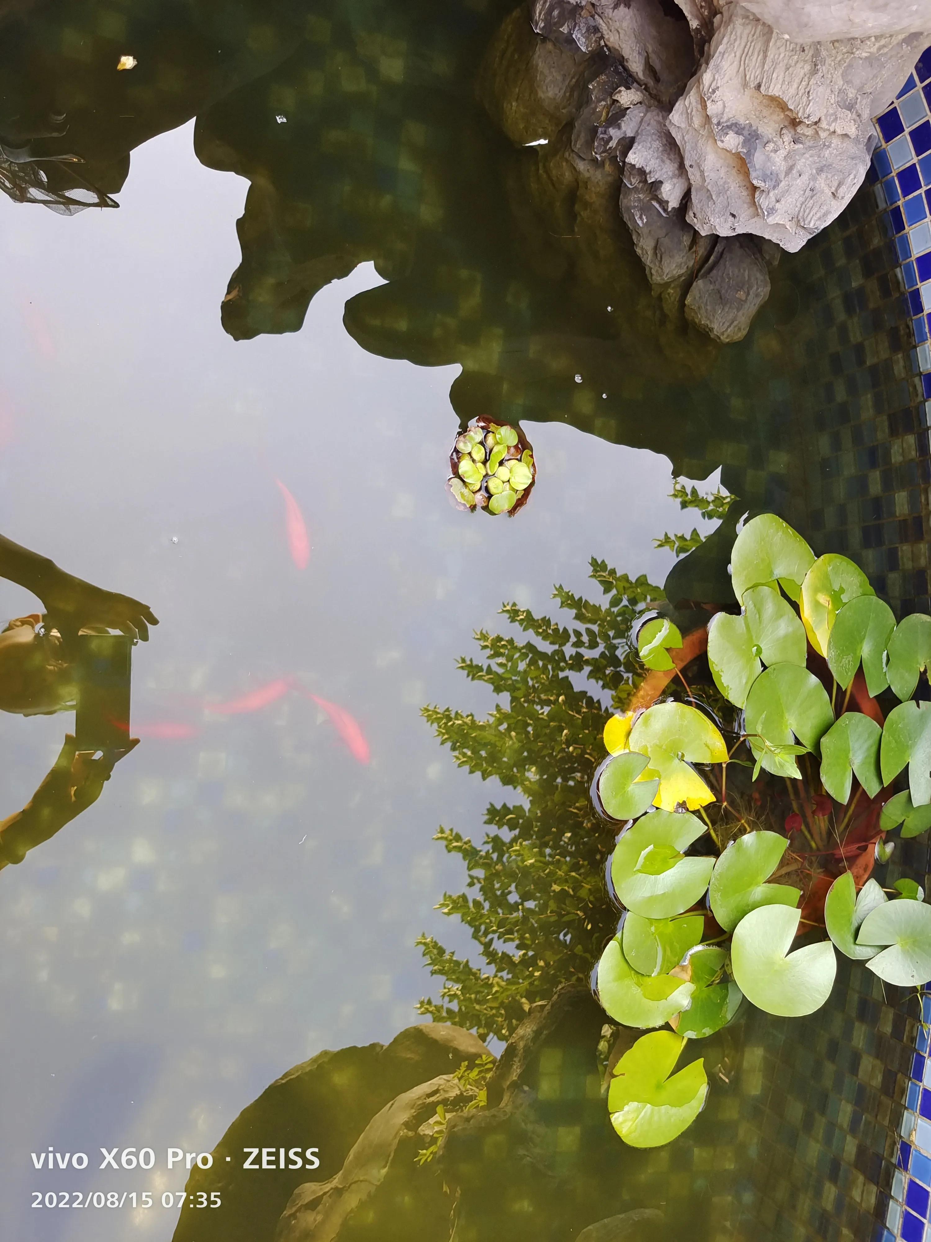 大金鱼怎样保护小金鱼的,家里的金鱼会生小金鱼吗