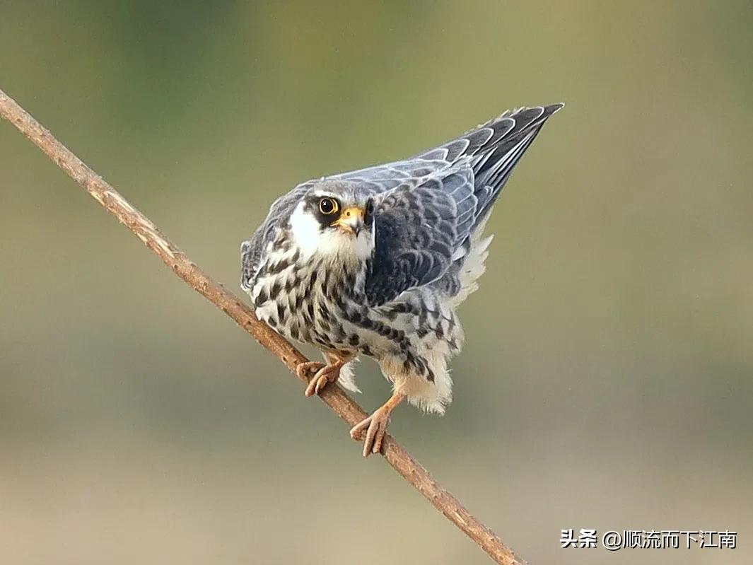 红脚隼叫声,红脚隼