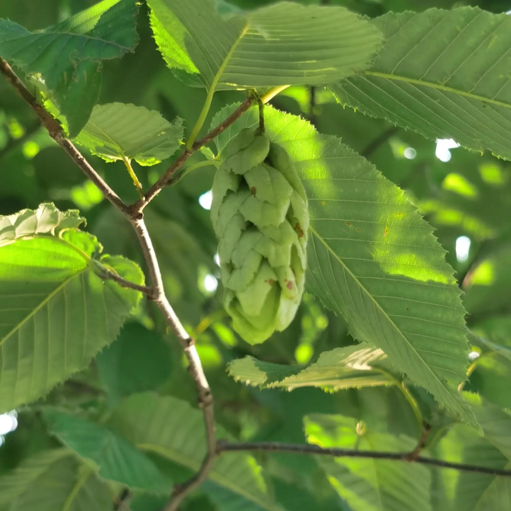 100种迷人的“数字花”,从零到一百万,真是太神奇了