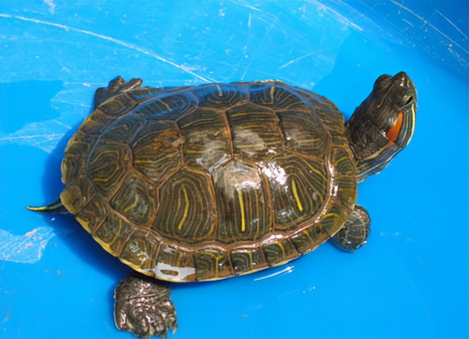 巴西龟在秋天咋养,巴西龟秋天怎么养