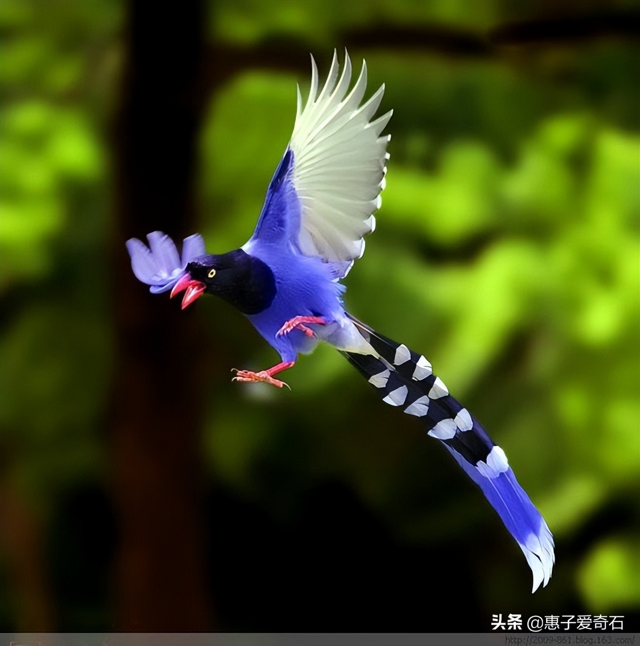 最好的咏鸟诗十首,历代名人咏鸟诗词