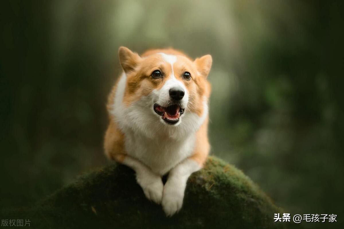 如何训练狗狗成为抚慰犬,怎么训练狗狗只听主人的命令