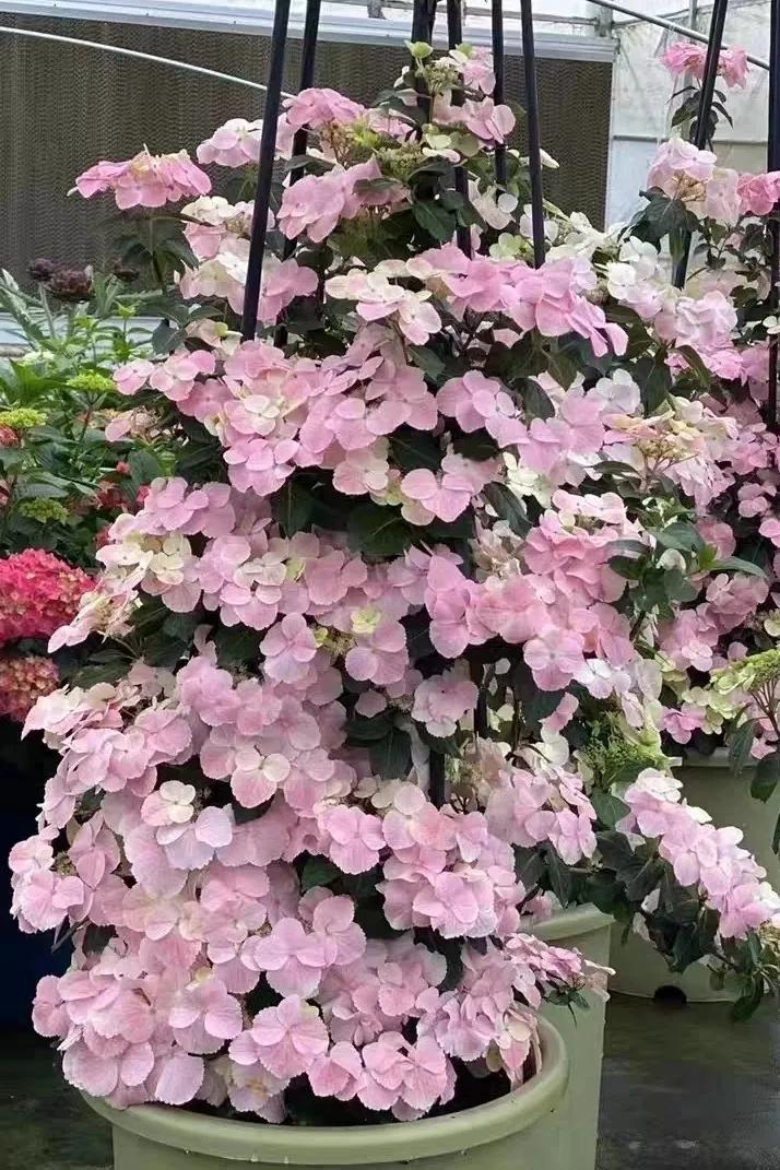 绣球花粉色落跑新娘能不能调色,落跑新娘绣球花爆花效果