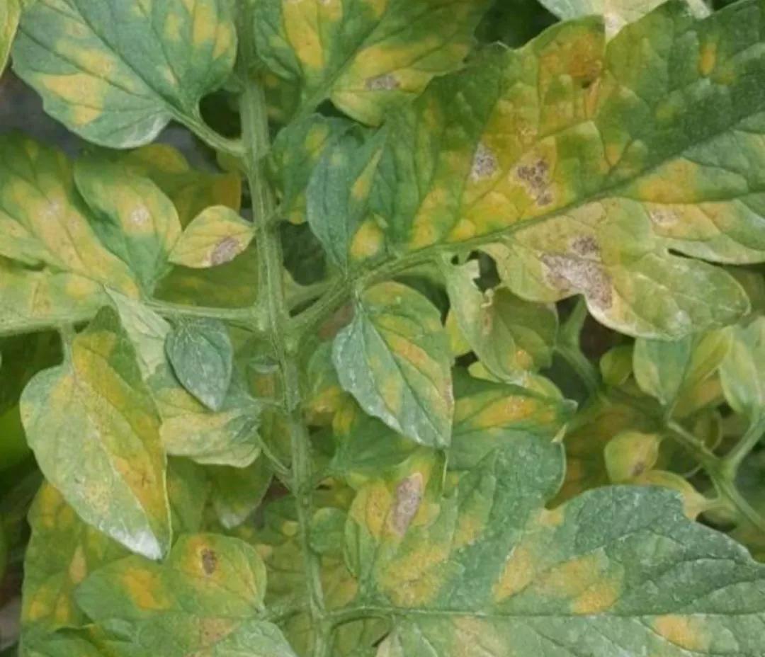 西红柿有细菌性疫病吗,西红柿常见的病都有哪些