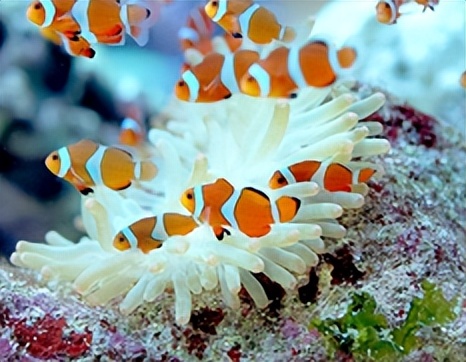 海缸花费,海缸入门