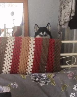 小狗帮主人摘橘子,小狗帮主人摘梨