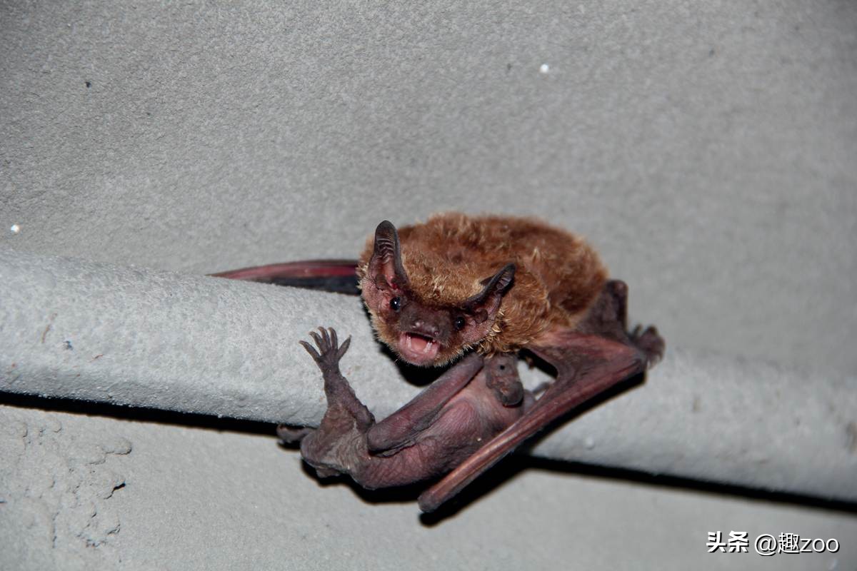 世界十大视力超群的动物,独特视觉动物盘点