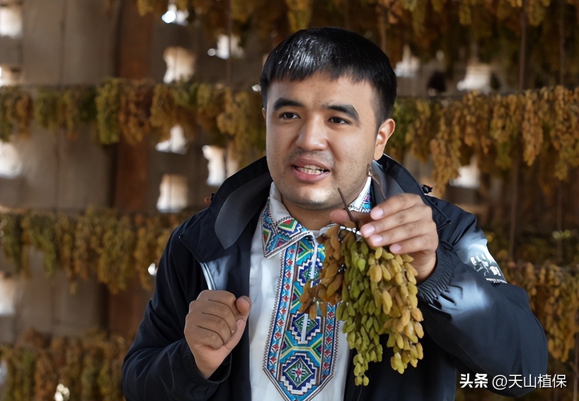 新疆葡萄干直播,直播卖新疆葡萄干
