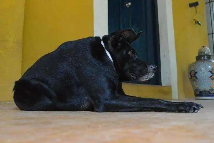 这样的阴间猫狗审美,早该翻车了