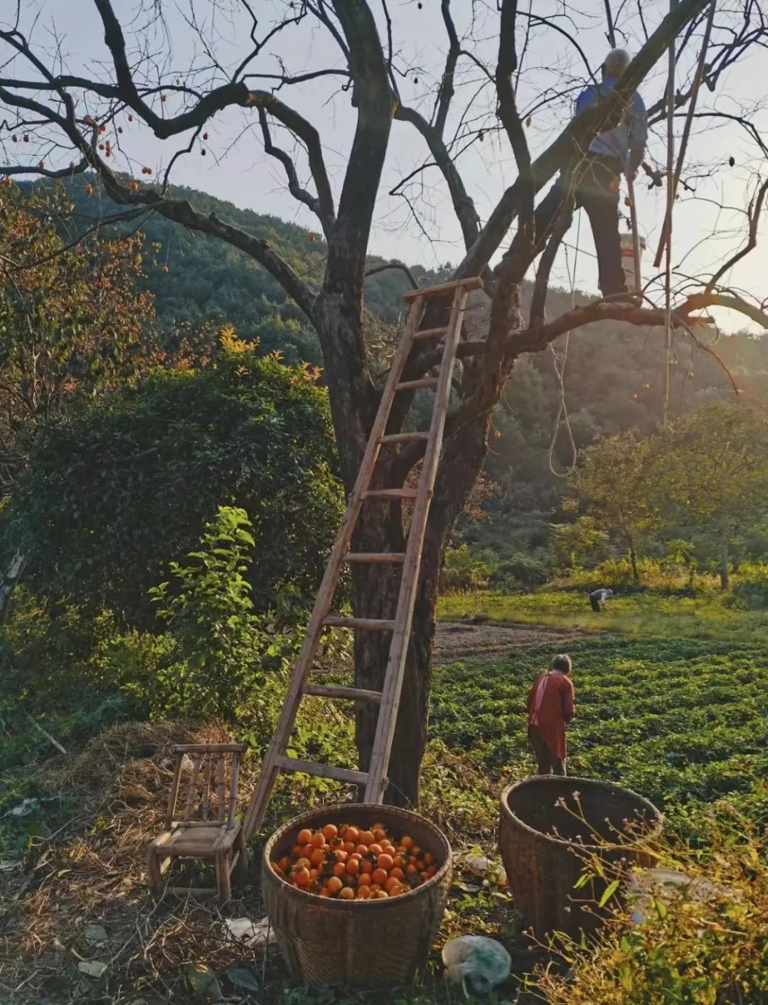 鹿泉免费摘柿子的绝佳去处,鹿泉段庄摘柿子