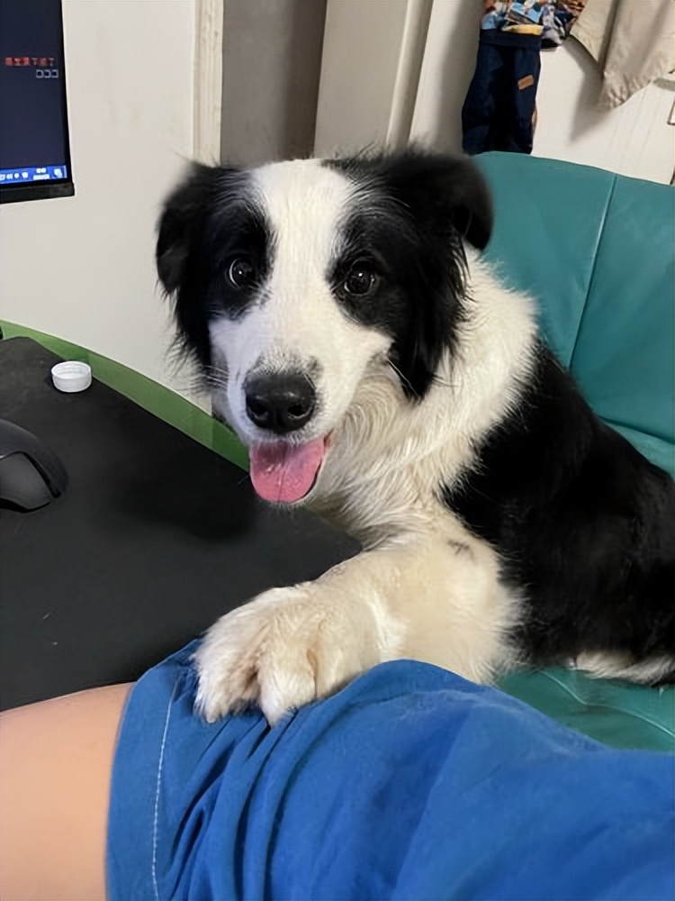 第一次养狗边境牧羊犬,为何很多人不敢养边境牧羊犬