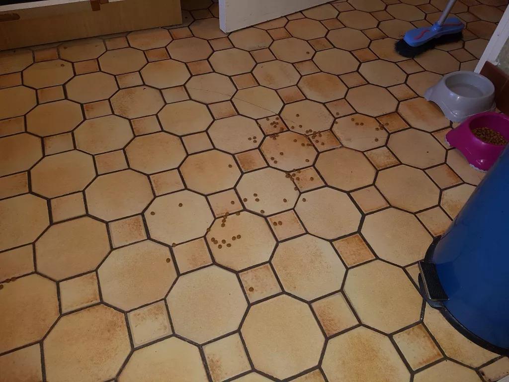 猫=图灵机？4项测试证明，「猫猫计算机」可执行任意计算