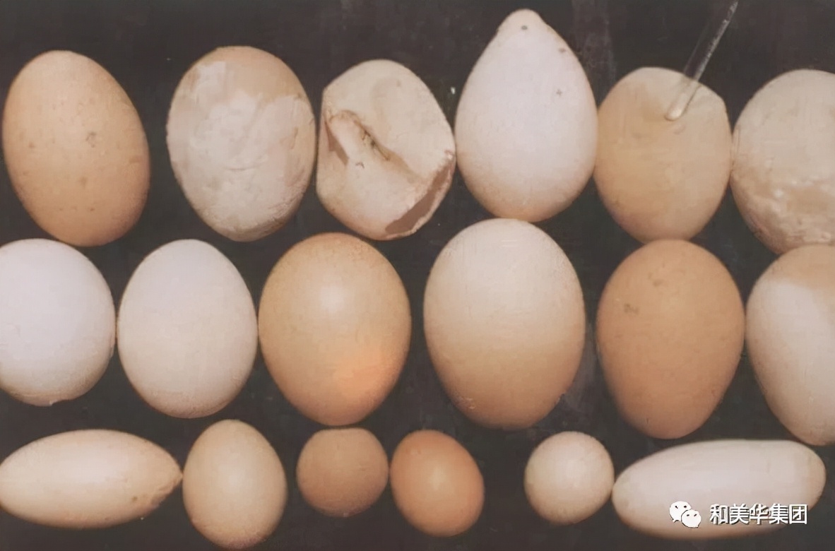 最近畸形蛋多什么原因,为什么会出现异常