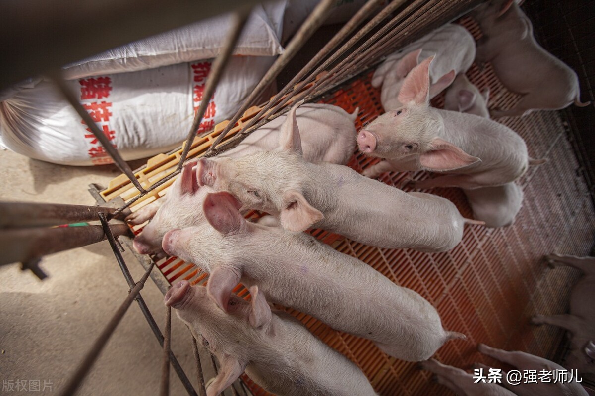 猪肉降价对生猪养殖有什么影响,猪肉价格上涨给粮食带来的影响