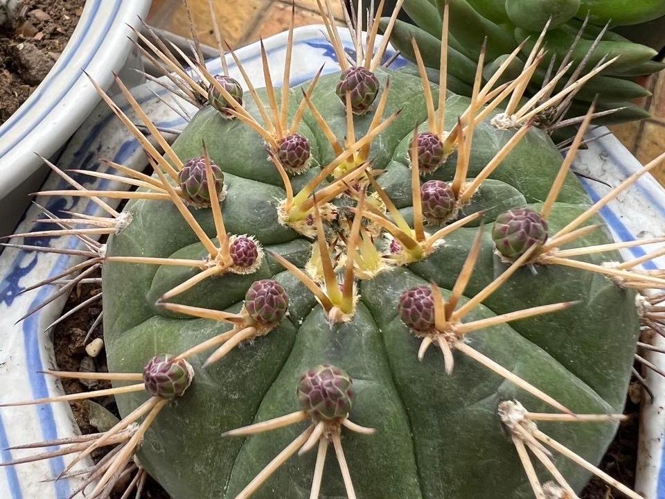 仙人球品种精品,仙人球名贵绿植