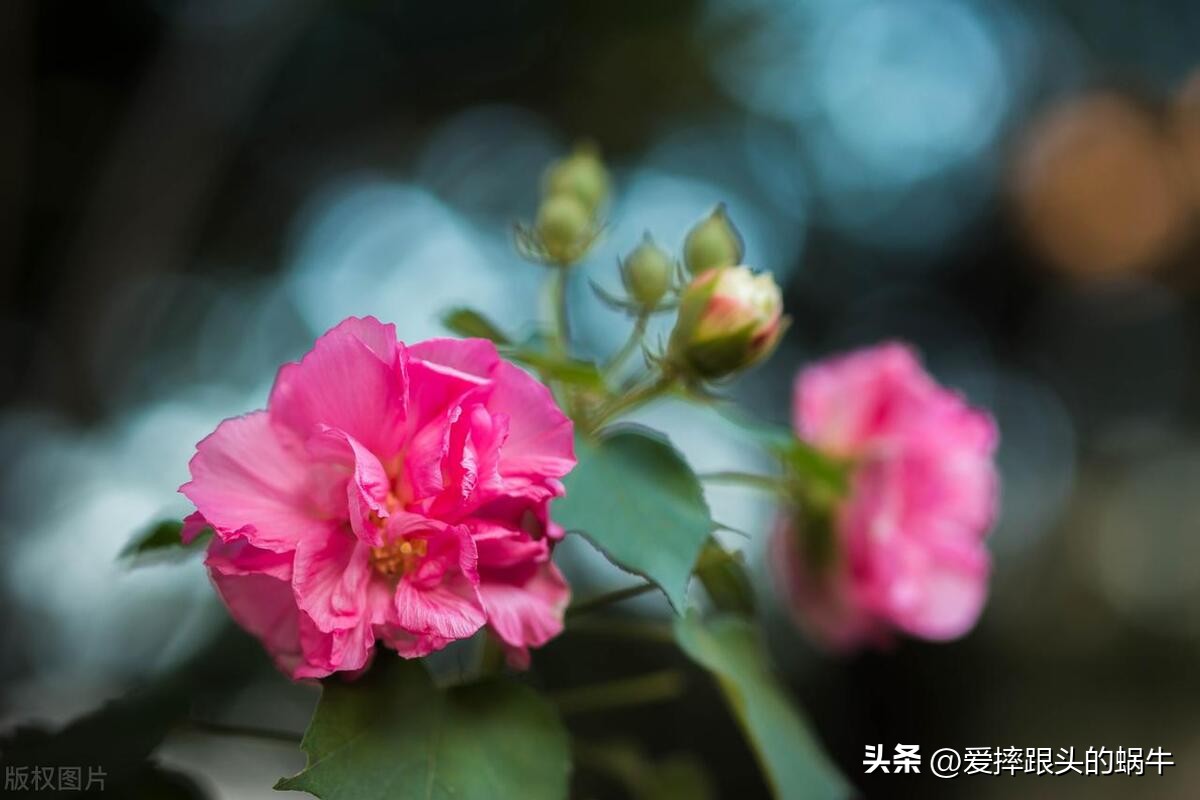 十二花神图谱完整版,工笔画十二花神欣赏