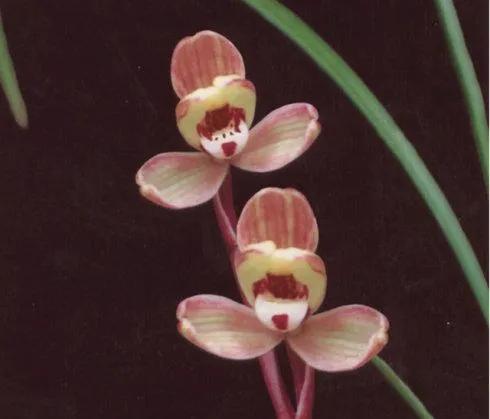 兰花品种大全四川,兰花品种鉴别方法