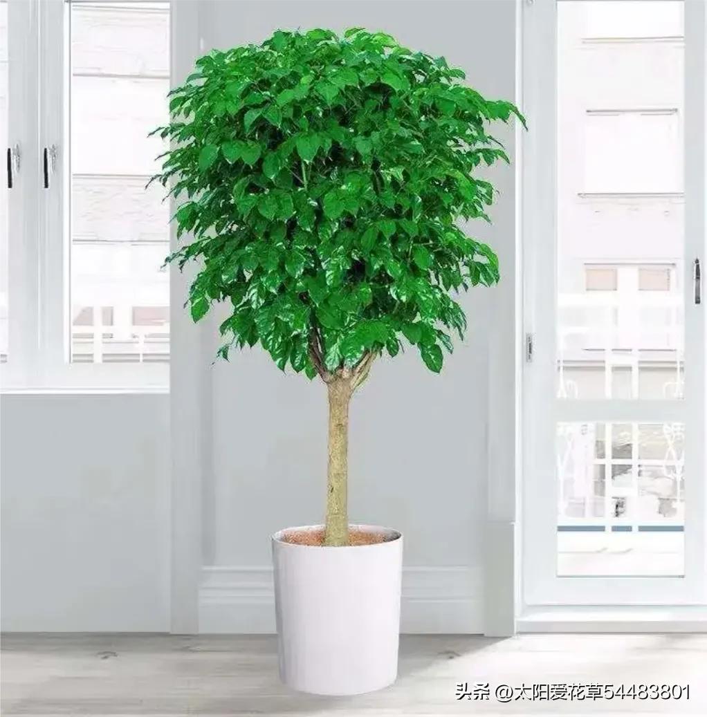 5种“大型盆栽”，寓意吉祥，客厅养一盆霸气十足，四季郁郁葱葱